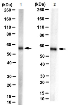 MilliporeSigma Mouse anti-3-PGDH, Clone: TK-08 13A8, 100&mu;g:Antibodies,